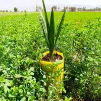 فسیل(پاجوش)کلوته و مضافتی