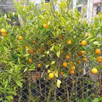 نهال میوه،مرکبات،سیاهریشه،فضاسازی