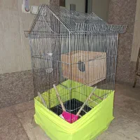 قفس عروس هلندی