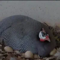 پرنده شاخدار|حیوانات مزرعه|پلدختر, |دیوار