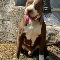 پیتبول استافورد ( وارداتی )|سگ|کرج, فاز ۲ مهرشهر|دیوار