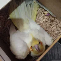 جفت عروس هلندی همراه تخم