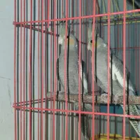 جوجه عروس هلندی|پرنده|مبارکه, |دیوار