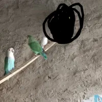 کتوله|پرنده|ایرانشهر, |دیوار