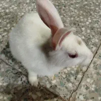 خرگوش چشم قرمز