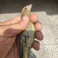 جوجه سهره زرد یا دول دول