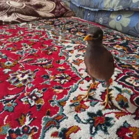مینا فروشی