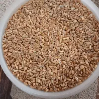 گندم بذر
