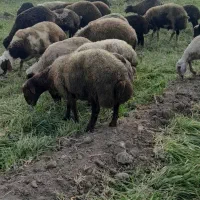 بره چاق ارگانیک|حیوانات مزرعه|دینور, |دیوار