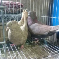 کبوترنقش