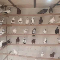 کبوتر اصیل کاشان سرخ حنایی سرور چلچله کله دار|پرنده|کاشان, فین بزرگ|دیوار