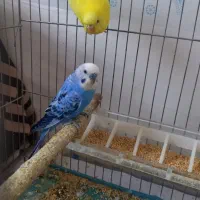 مرغ عشق هلندی زرد و سفید و اسپانگل|پرنده|باوی, |دیوار