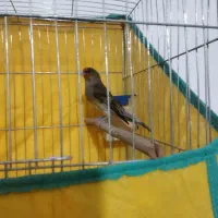 سهره قناری|پرنده|کرمان, |دیوار