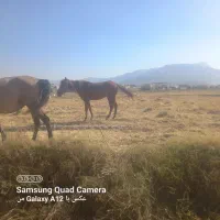 سه عدد مادیان پرخون و لونی|اسب و تجهیزات اسبسواری|دورود, |دیوار