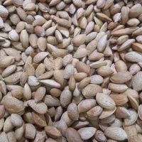 بادام تلخ|خوردنی و آشامیدنی|قم, نخودی|دیوار