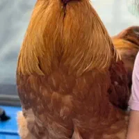 خروس دزدیده شده