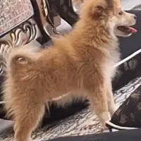 سگ پامر اشپیتز فروش فوری