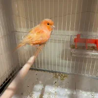 قناری ماده ردفکتور