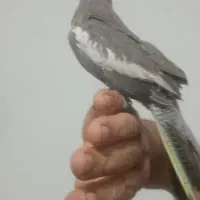 عروس هلندی نر|پرنده|مشهد, توس فردوسی|دیوار