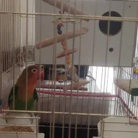 طوطی برزیلی