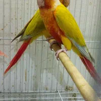 جفت ردچیک نرماده