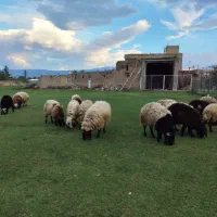 بره ماده در منطقه مرگور