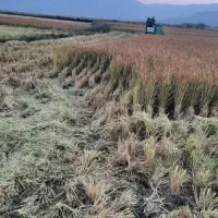 برنج کامفیروزی