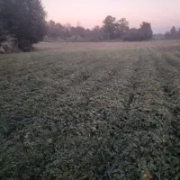 نهال سابرینا پر بار|گل و گیاه طبیعی|دلند, |دیوار