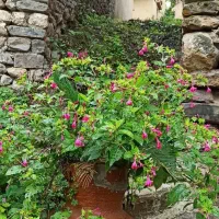 باغ-منصوریه