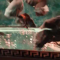 اکواریوم و ماهی|ماهی|تهران, مسعودیه|دیوار