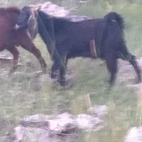 قوچ وبزغاله وبره