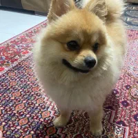 سگ گمشده مژدگانی خوب|حیوانات|سنندج, |دیوار