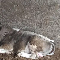 گوساله شاروله