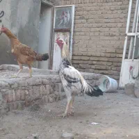 خروس لاری|حیوانات مزرعه|تبریز, |دیوار