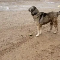 سگ سرابی|سگ|قوچان, |دیوار