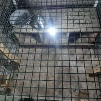 قفس فلزی|لوازم جانبی حیوانات|چناران, |دیوار