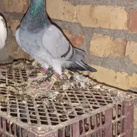 سبز