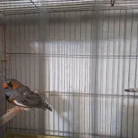 فنچ انگلیسی