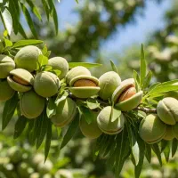 نهال بادام ممتاز با ضمانت کتبی