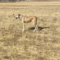 توله سرابی|سگ|بستان آباد, |دیوار