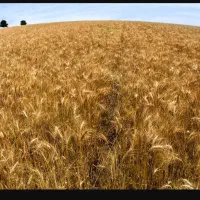 گندم بذری سم زده