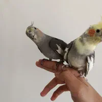 جفت عروس مولد