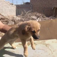 پنج عدد اشپیتز نر و ماده|سگ|کرمان, |دیوار