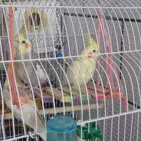 باسلامجوجهعروسهلندیرامدستیلوتینوخاکستری|پرنده|جیرفت, |دیوار