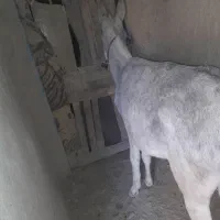 الاغ گله ای|حیوانات مزرعه|بیجار, |دیوار