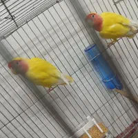 طوطی برزیلی|پرنده|شبانکاره, |دیوار