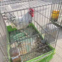 خروس سیبرایت