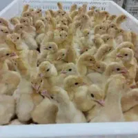 فروش عمده جوجه بوقلمون بیوتی درجه ۱ سود بالا