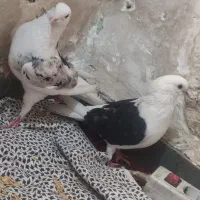 کبوتر دوکت|پرنده|اهواز, شهدای انتظامی|دیوار