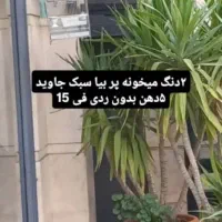 سهره لر خون ۵دهن